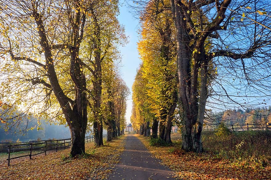 outono, arvores, estrada, folhas de outono, Avenida, Árvores Linden, cores do outono, panorama