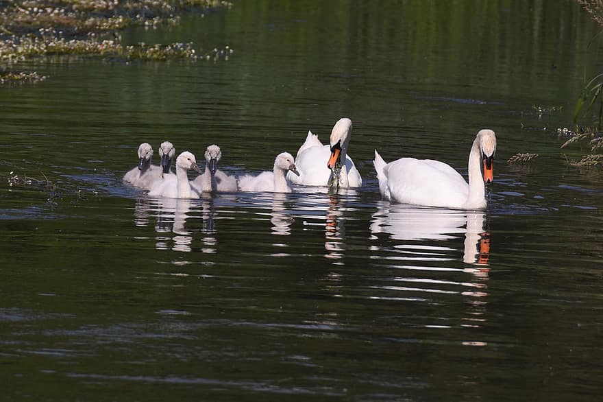 Swan, Cygnets, Lake, Waterfowls, Water Birds, Birds, River, Landscape