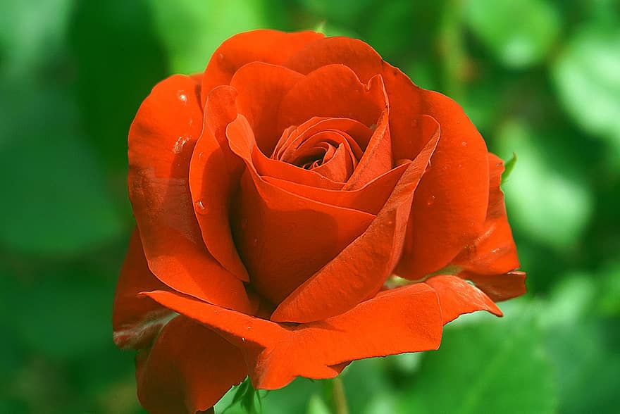 τριαντάφυλλο, λουλούδι, το κόκκινο, φύση, φυτά, τα πέταλα, ευώδης, φυτό, άνθινος, ανθίζει, χρώμα κόκκινο