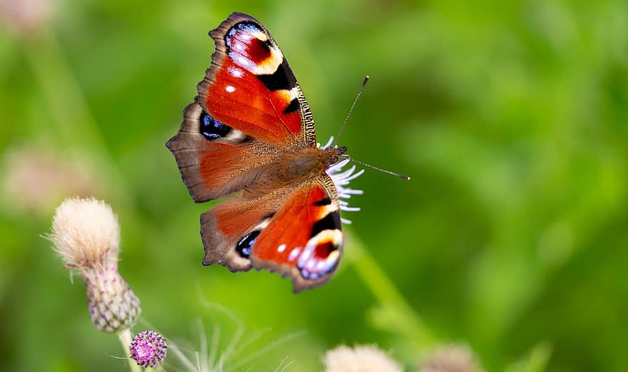 तितली, मोर तितली, कीट, पंख, एंटीना, कलियों, जानवर, मोर, फूल, aglais io, प्रकृति