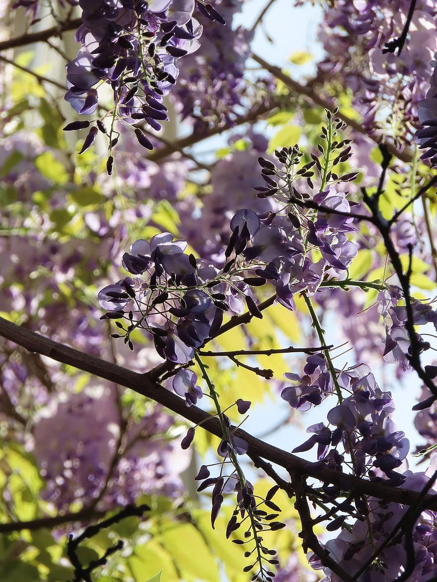 wisteria, augu, zieds, zied, violets, cīpsla, filiāle, lapas, koks, pavasarī, tuvplāns