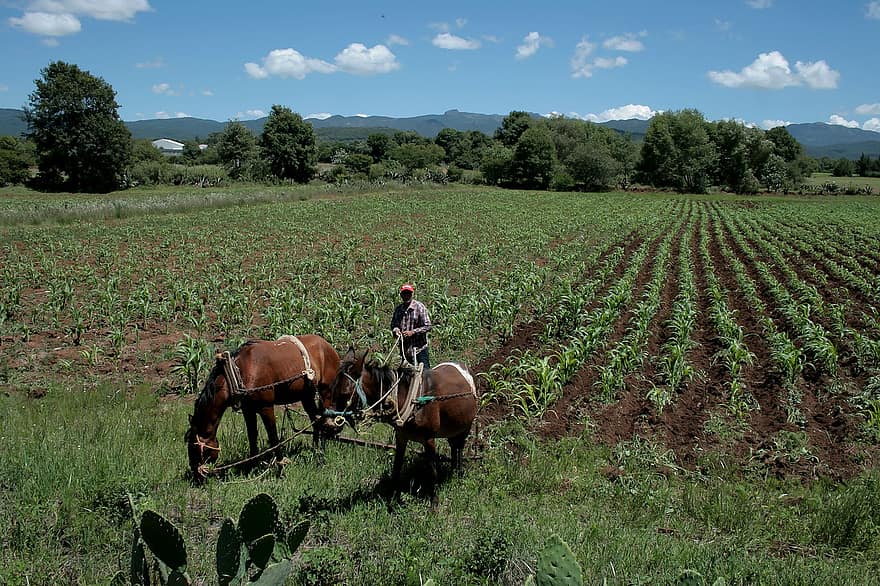 campo, agricultura, agricultor, Cavalos de Fazenda