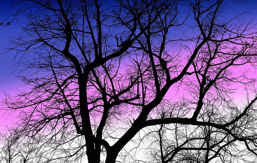 дерево, зима, голое дерево, Конар, ветви, холодно, природа, время года, небо