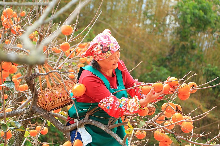 landmand, frugt, arbejder, persimmon, plukning af frugt, taiwan