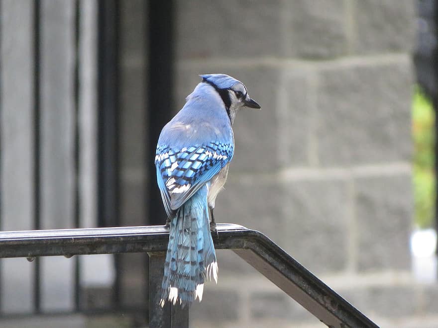 πουλί, bluejay, bluebird, φύση, φτερά, μπλε, σκαρφαλωμένο, κιγκλίδωμα