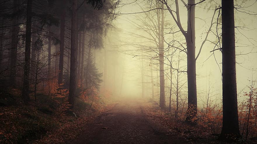 silnice, les, mlha, podzim, cesta, stromy, Příroda, lesní cesta, krajina, listy, nálada