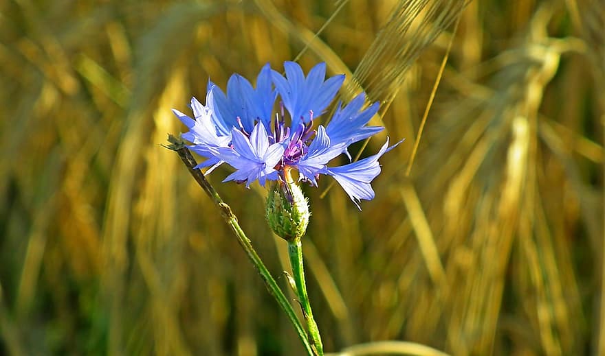 cornflower, flor, plantar, Flor-azul, Flor, natureza, campo