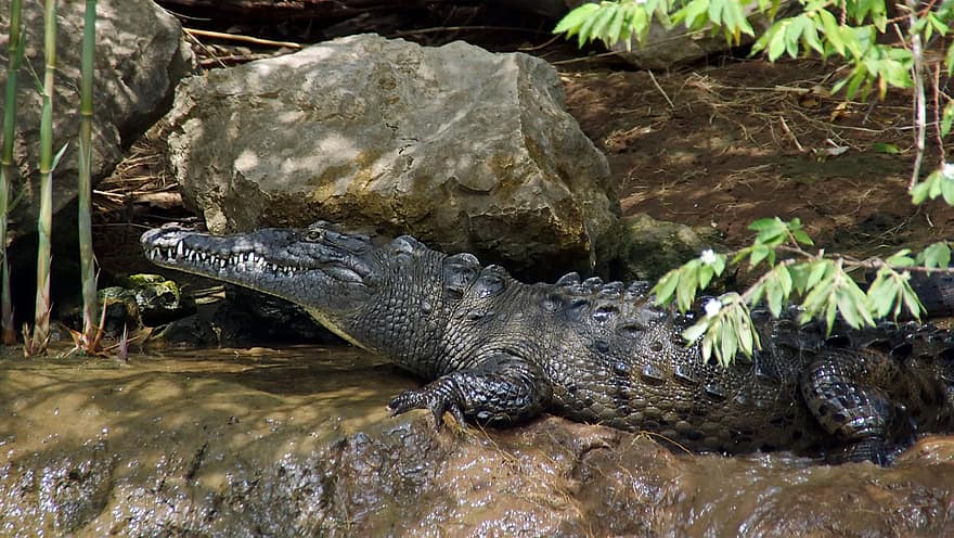crocodile, sauvage, Mexique, reptile, Crocodylinae
