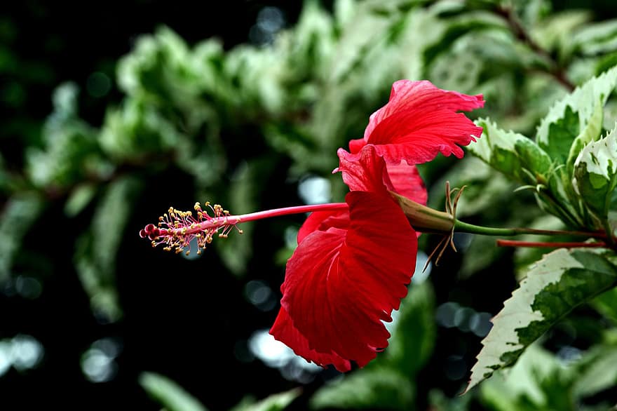 hibiscus, flor, planta, flor vermella, pètals, pistil, estambres, fulles