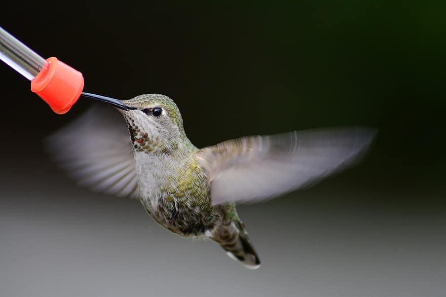 colibrí, ocell, alimentador, el colibrí de l'Anna, animal, vida salvatge, pati posterior, naturalesa