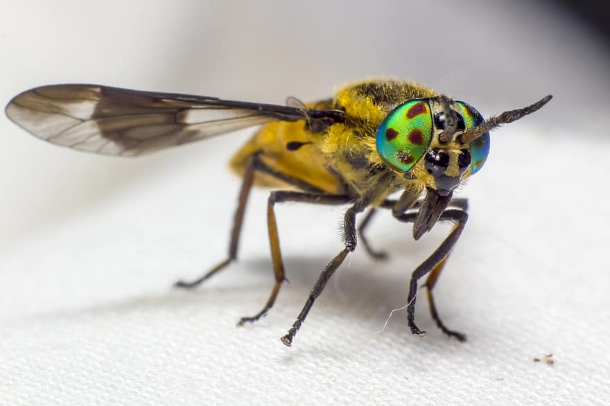 Splayed Deerfly, Chrysops Caecutiens, hest-fly, insekt, blad, sommer, utendørs, våren, entomolog, gress, flytter opp