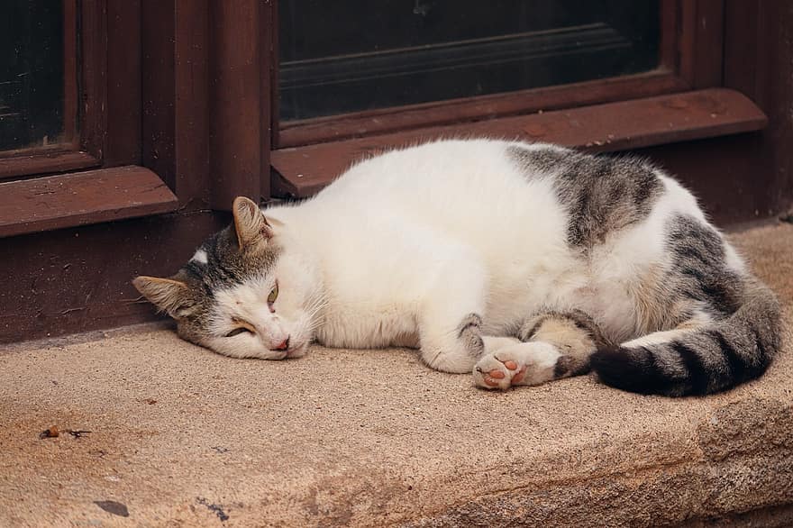 street cat, Γάτα, κοιμισμένος, ψέμα, κατοικίδιο ζώο, υπόλοιπο, χαριτωμένος, τα κατοικίδια ζώα, οικιακή γάτα, γατάκι, αιλουροειδής