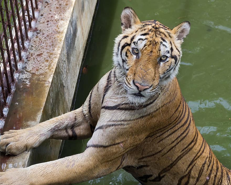 тигр, котячих, вуса, дикої природи, тварина, бенгальський тигр, неприручена кішка, тварини в дикій природі, великий кіт, смугастий, вимираючий вид