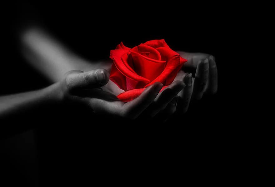 manos, Rosa, amor, rojo, romance, dar, afecto, flor, día de San Valentín, mano, romántico