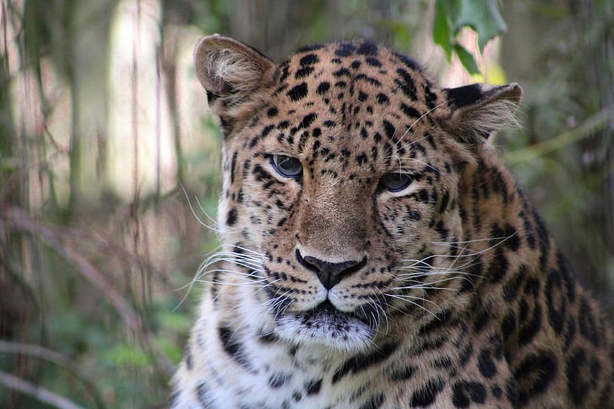 леопард, животно, зоологическа градина, дивата природа, бозайник, природа, хуманно отношение към животните