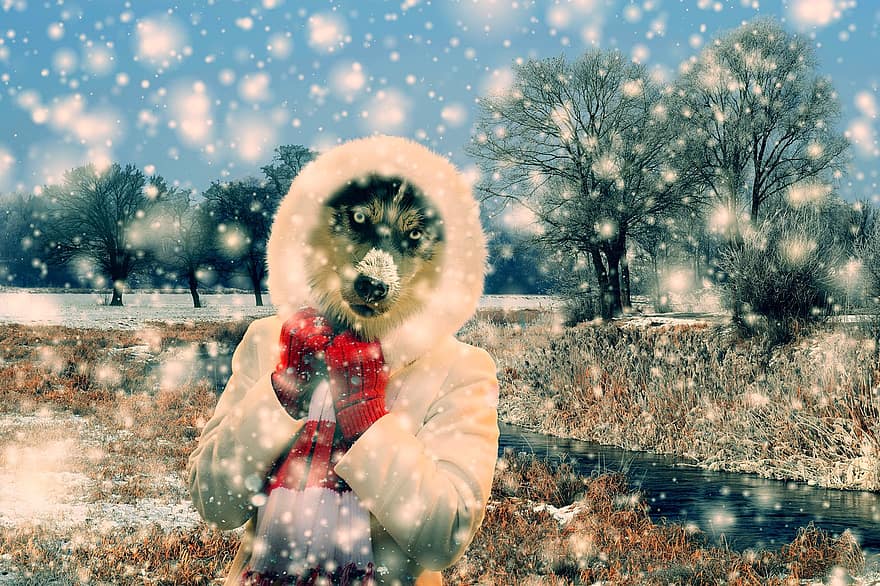 дрезгав, шейна куче, сняг, снеговалеж, зима, неприветлив, Коледа, студ