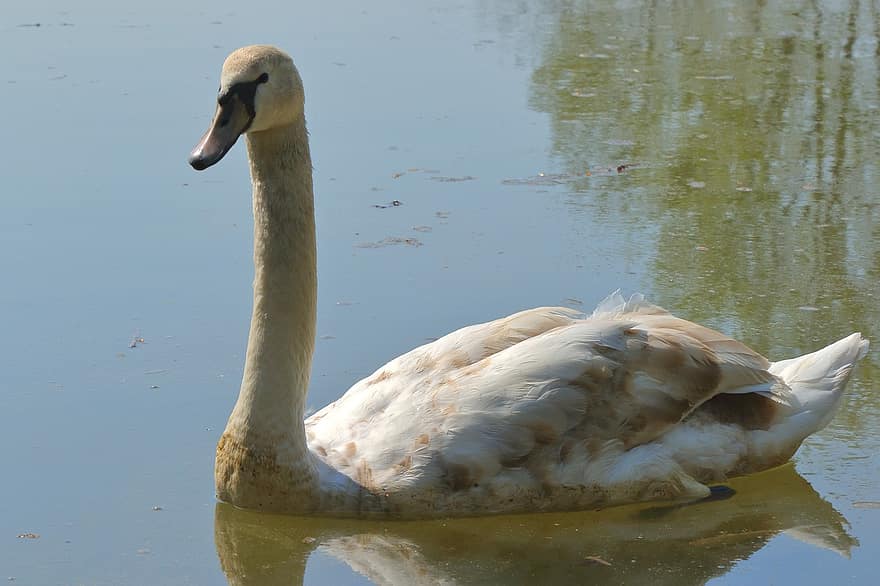 Young Swan, Swan, Bird, Animal, White Swan, Waterfowl, Water Bird, Aquatic Bird, Plumage, Feathers, Lake