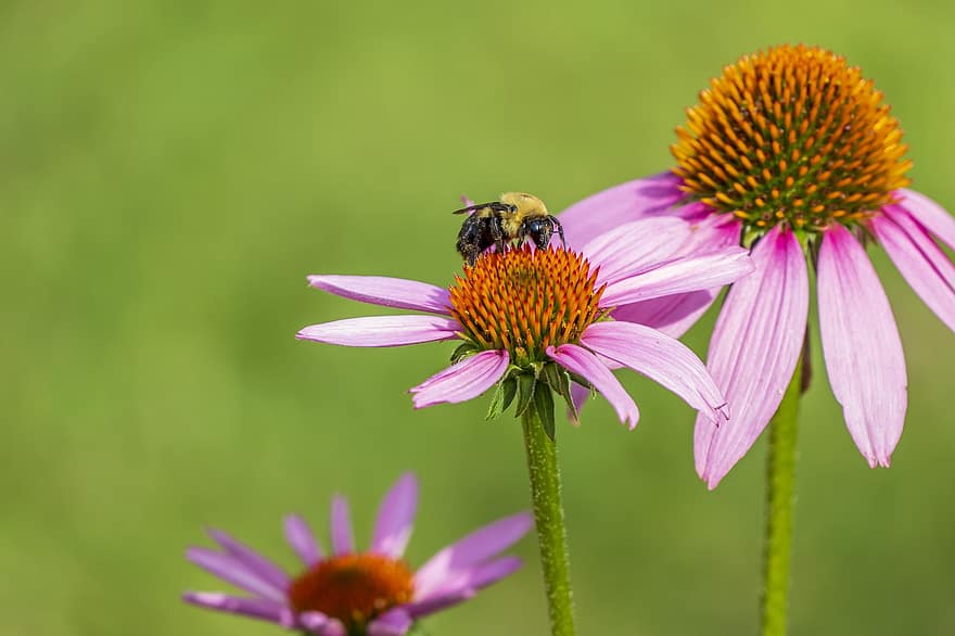 пчела, запинаться, шмель, насекомое, животное, ошибка, живая природа, природа, цветок, летом, крылья