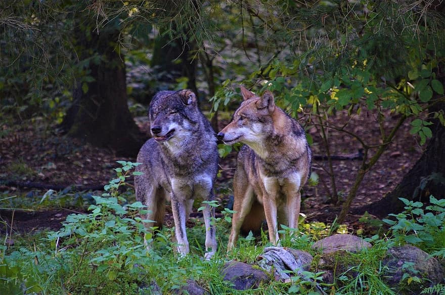 Lobos, caninos, animales, animales en la naturaleza, bosque, perro, lobo, canino, piel, mirando, árbol