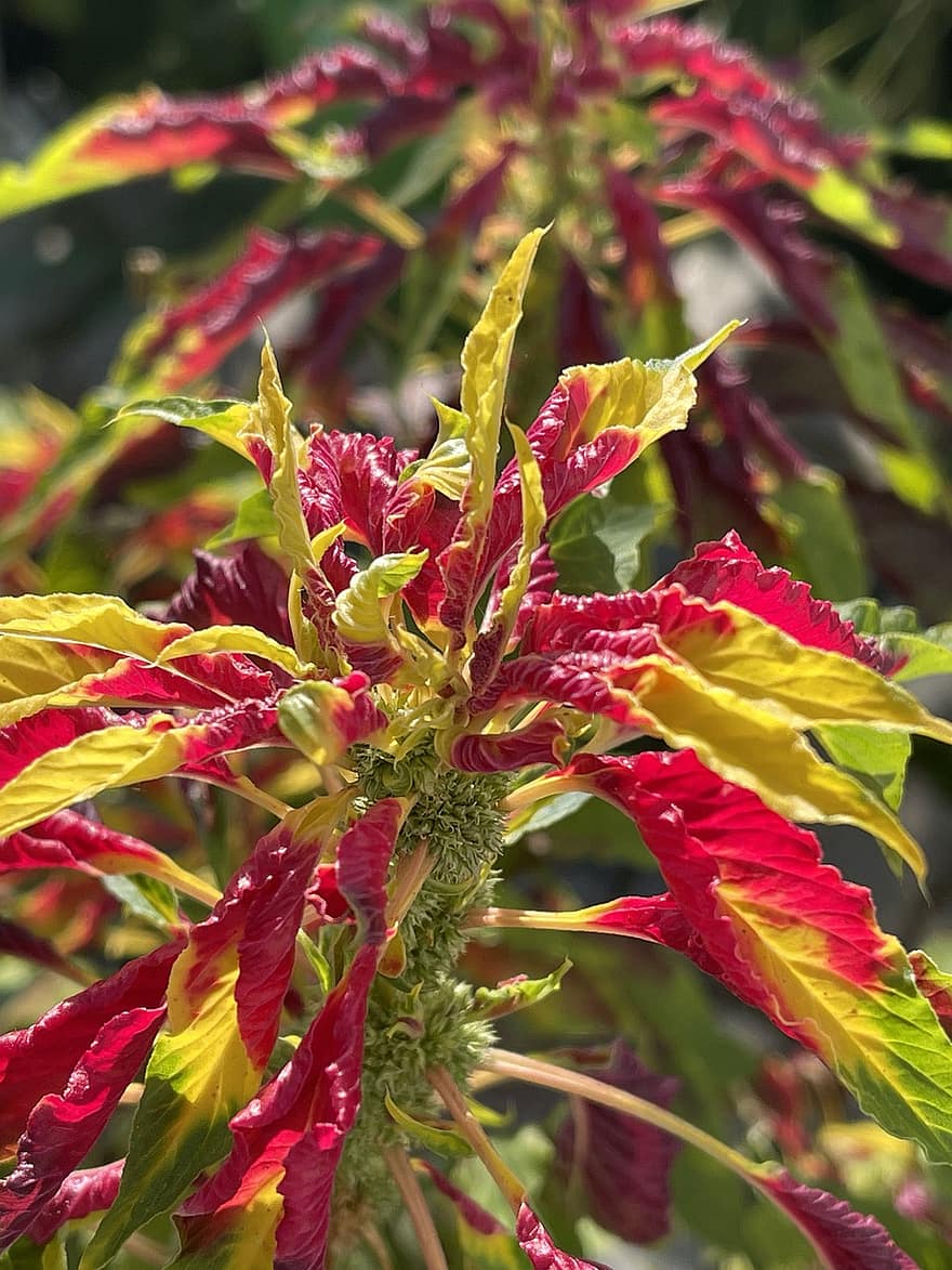 Spiselig Amaranth, blade, plante, Amaranthus Tricolor, røde blade, efterår, have, natur, blad, tæt på, multi farvet