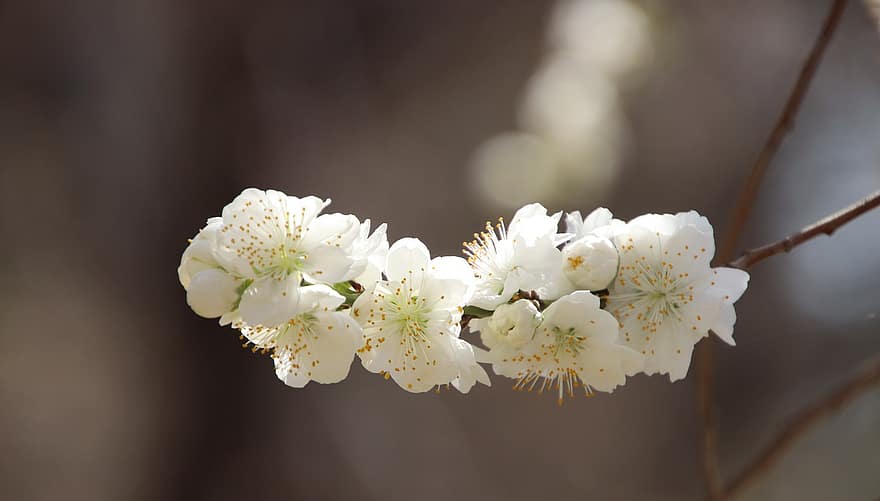 körsbärsblommor, sakura, vita blommor, blommor, vår, flora, körsbärsträd, vårsäsong, blomma, närbild, växt