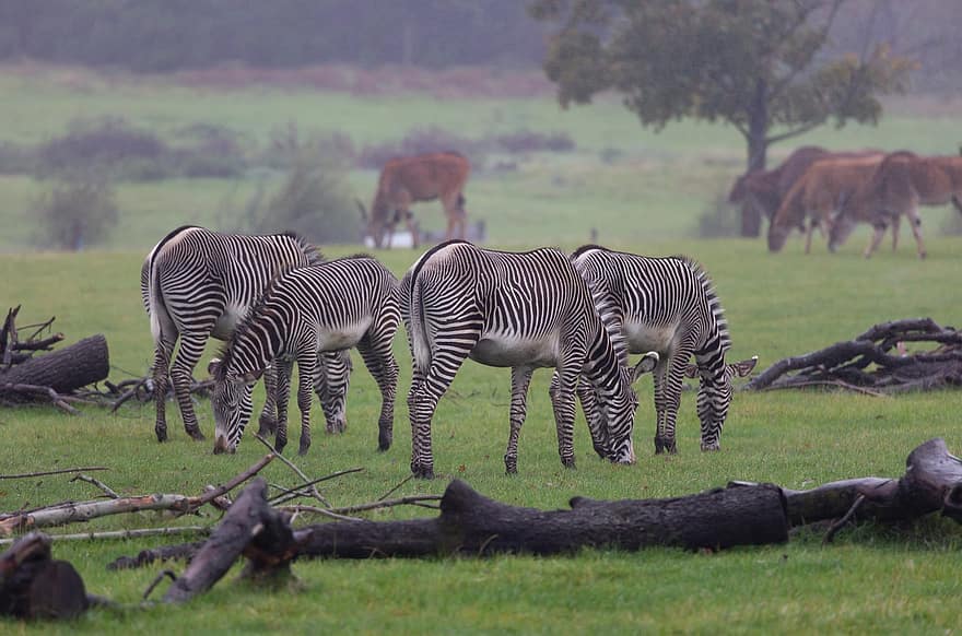 zebrai, gyvūnams, safari, apakinti, arklinių šeimos gyvūnai, žinduolių, laukinės gamtos, fauna, Afrika, dykumoje, pobūdį