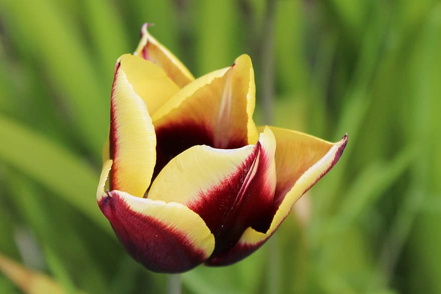 kwiat, tulipan, kwiatowy, płatek, wiosna, trawa, roślina, zbliżenie, lato, głowa kwiatu, żółty
