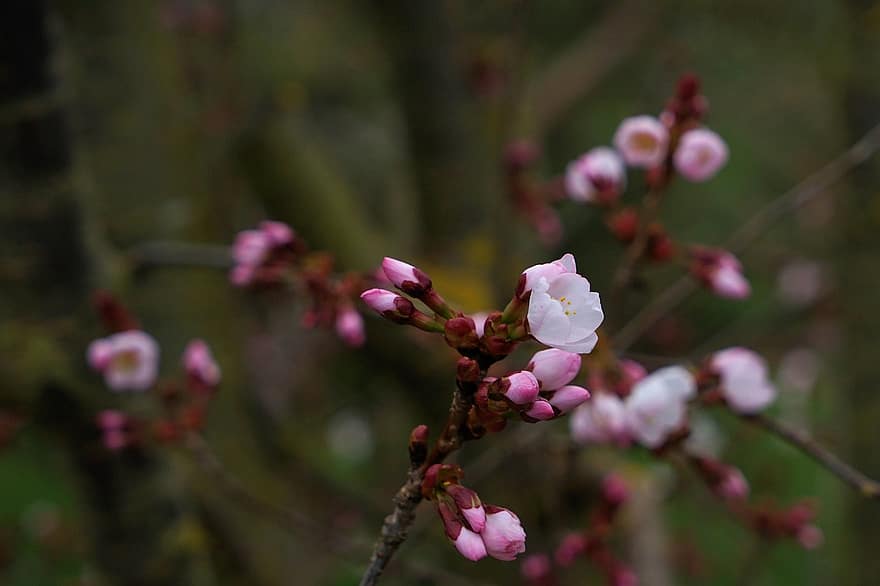 κεράσι άνθη, λουλούδια, μπουμπούκια, δέντρο, κλαδια δεντρου, ανθίζει, άνθισμα, ροζ λουλούδια, sakura, χλωρίδα, sakura δέντρο