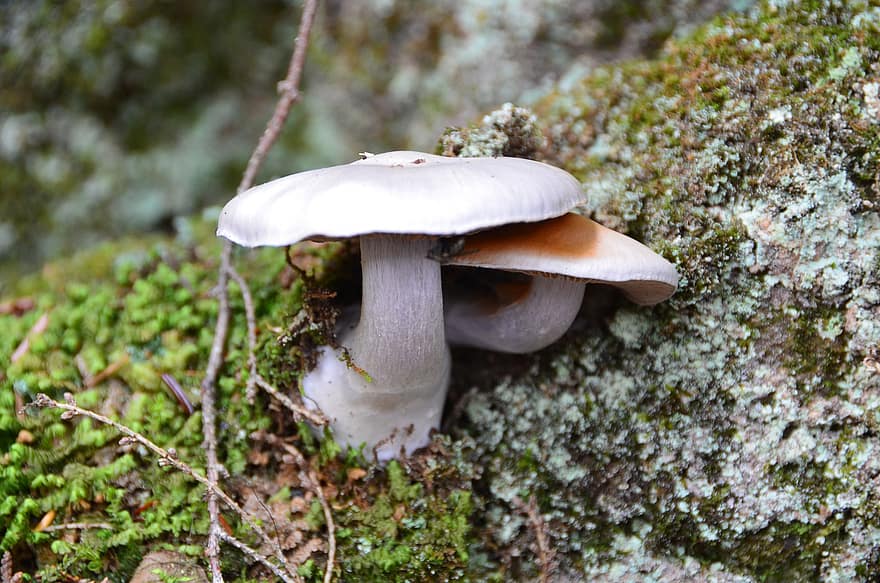 cogumelos, toadstools, fungos, musgo, liquens, natureza, floresta, região selvagem