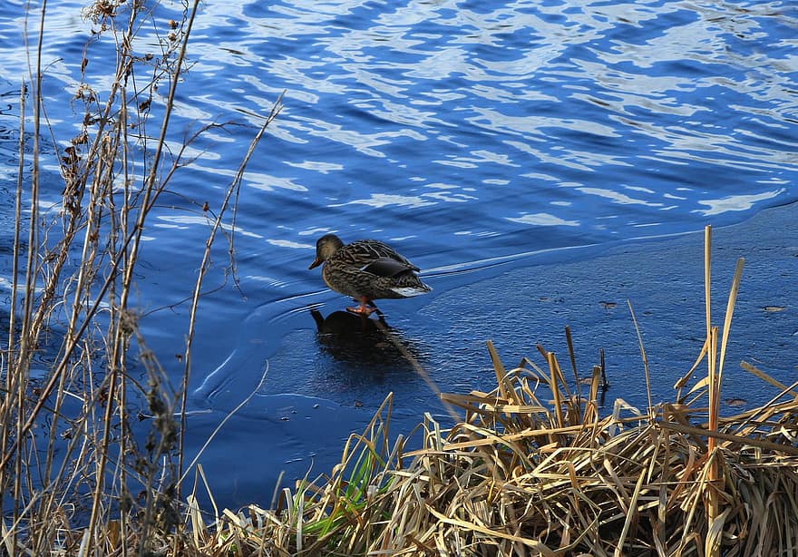 озеро, качка, водяна птиця, природи
