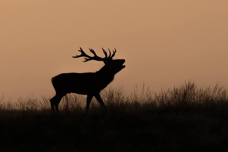 Silhouette, Red Deer, Deer, Animal, Mammal, Wild Animal, Wildlife, Antlers, Nature, Forest, Wilderness