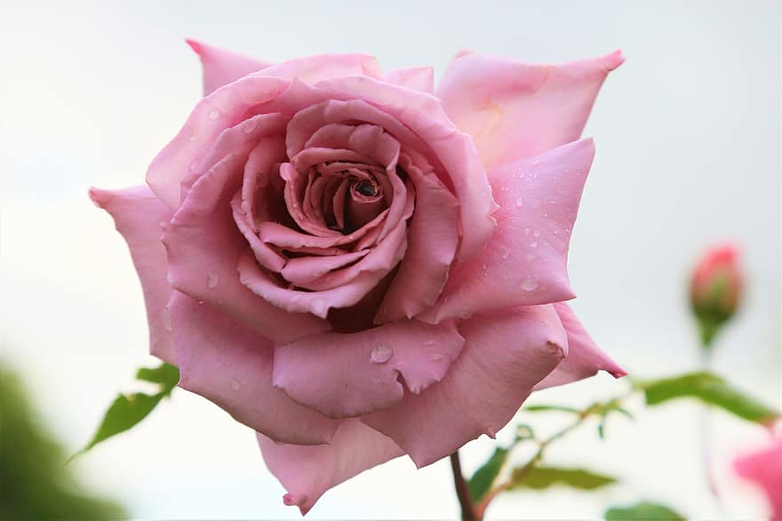 गुलाब का फूल, फूल, खिलना, फूल का खिलना, गुलाबी गुलाब, गुलाबी फूल, गुलाबी पंखुड़ी, पंखुड़ियों, वनस्पति, फूलों की खेती, बागवानी