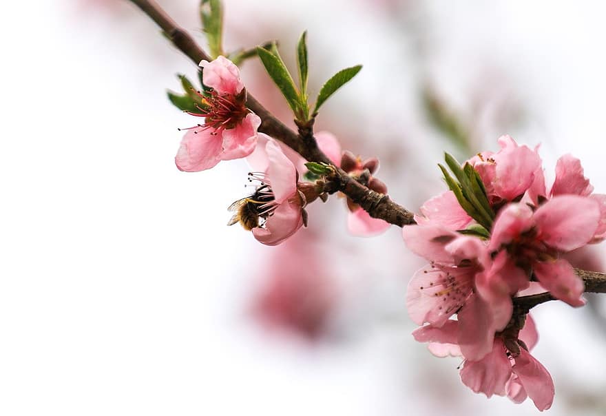 桃の花、フラワーズ、木、春、フローラ、昆虫、蜂、花びら、咲く、花、自然