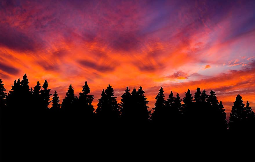 Sunset, Trees, Silhouette, Conifers, Coniferous, Conifer Forest, Dusk, Twilight, Afterglow, Forest, Woods