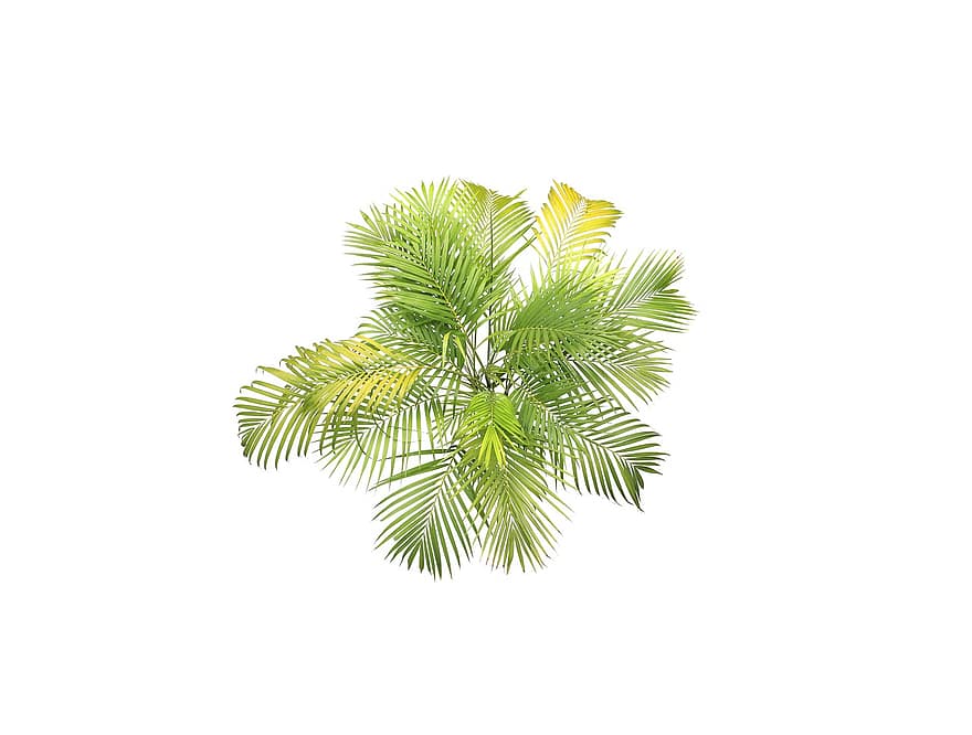 Palme, Blätter, tropisch, Pflanze, Kokosnuss, Baum, exotisch, Botanik, Wedel, Grün, Flora