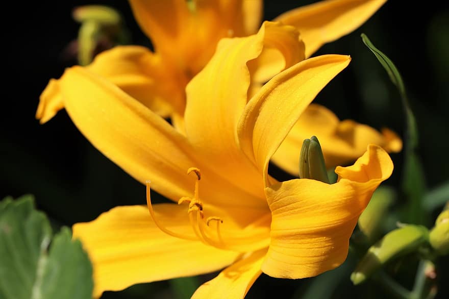 daylily, blomst, gule blomster, petals, gule kronblader, blomstre, flora, natur, anlegg
