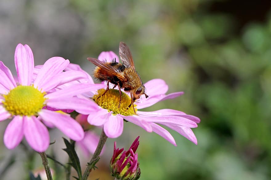 Insekt, fliegen, Blumen, Warble-Fliege, Botfly, Ferse fliegen, Bremse, Pest, Sibirische Chrysantheme, blühen, blühende Pflanze