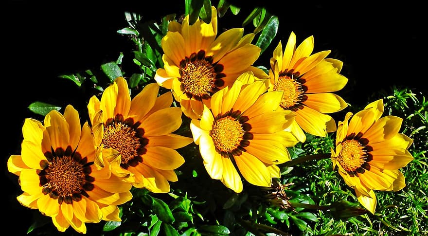 africké sedmikrásky, květiny, Gazania, žluté květy, okvětní lístky, žluté okvětní lístky, květ, flóra, rostlin, žlutá, rostlina