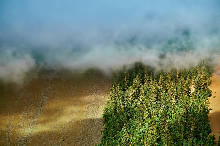 Forest, Trees, Woods, Fog, Sea Of Clouds, Sunshine