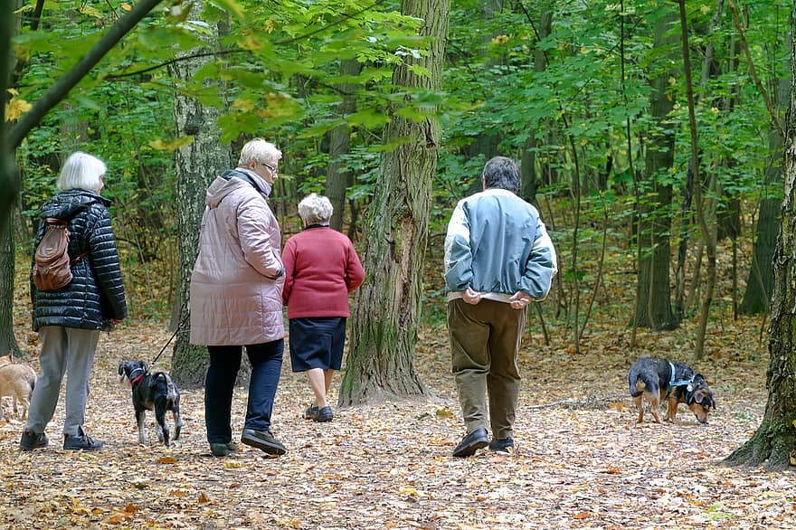 cachorros, pets, caminhando, floresta, arvores, amigos, ao ar livre, cão, homens, adulto, outono