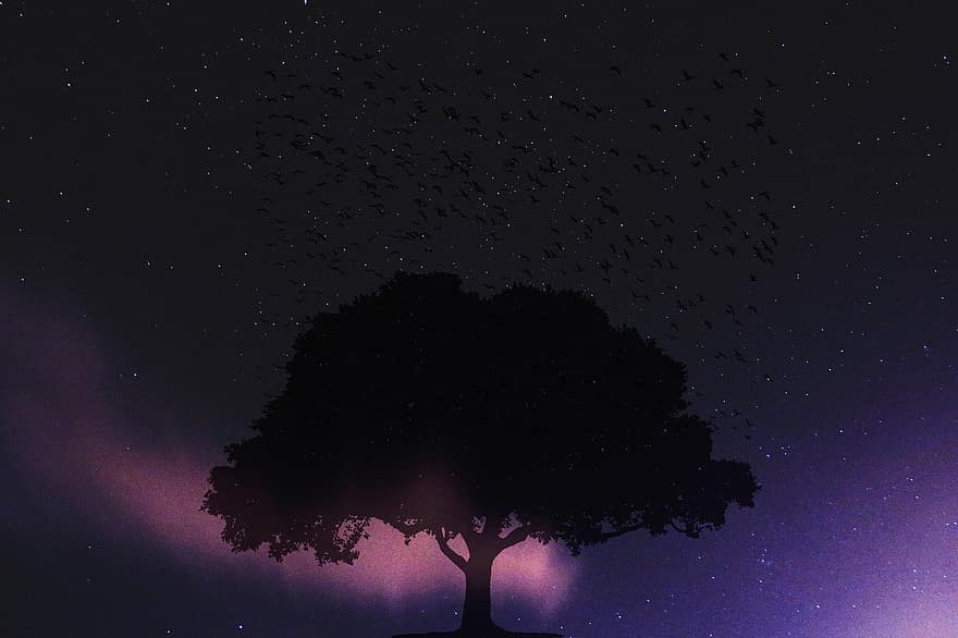 koks, naktī, pasaka, debesis