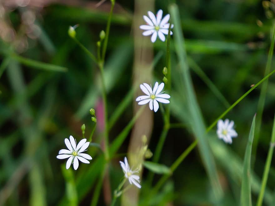 Pieni stitchwort, stellaria graminea, puu kukka, villi kukka, Pensasaitainen kukka, valkoinen kukka, Perennia