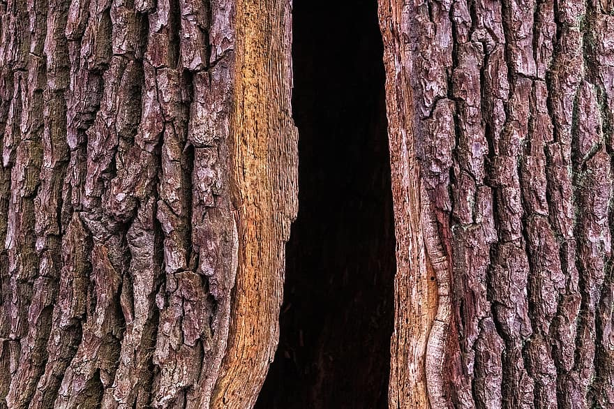 पेड़ का खोखला, पेड का तना, पेड़, छाल, लकड़ी, प्रकृति