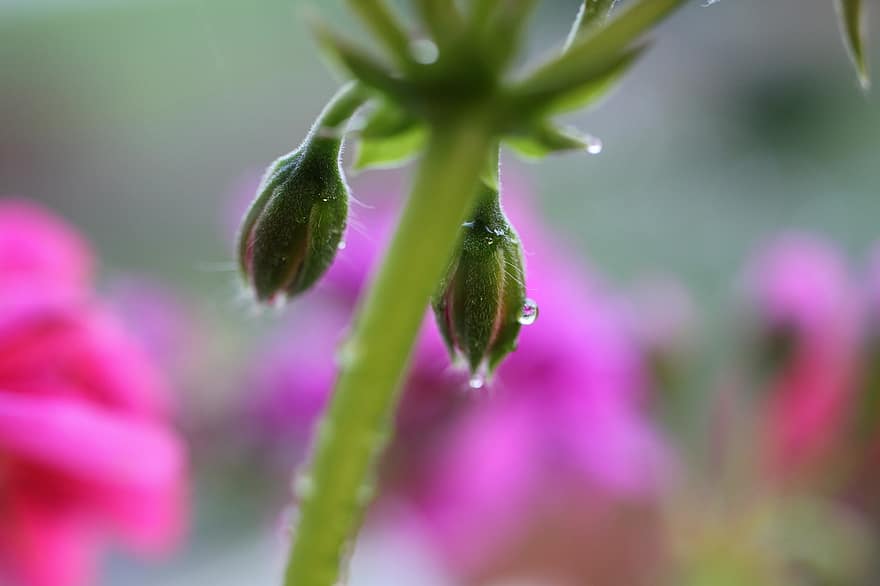 geranium, knopp, dryppe, regn, anlegg
