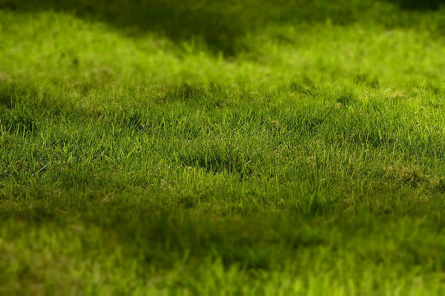 Grass, Earth, Nature, Botany, Field, Outdoors, Macro, meadow, backgrounds, green color, plant