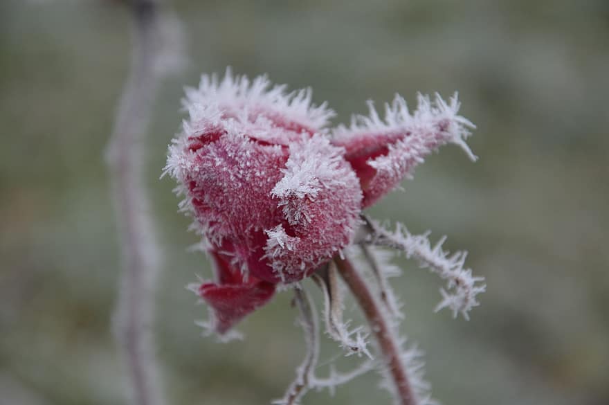 Pink, Frost, Winter, Flower, Nature