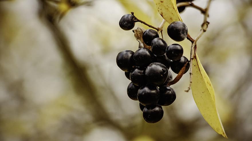 beri, Blackberry, cabang, pohon, Daun-daun, dedaunan, organik, musim gugur