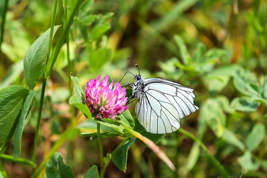 blanco veteado negro, mariposa, insecto, flor, trébol, alas, planta, floración, jardín, naturaleza, de cerca