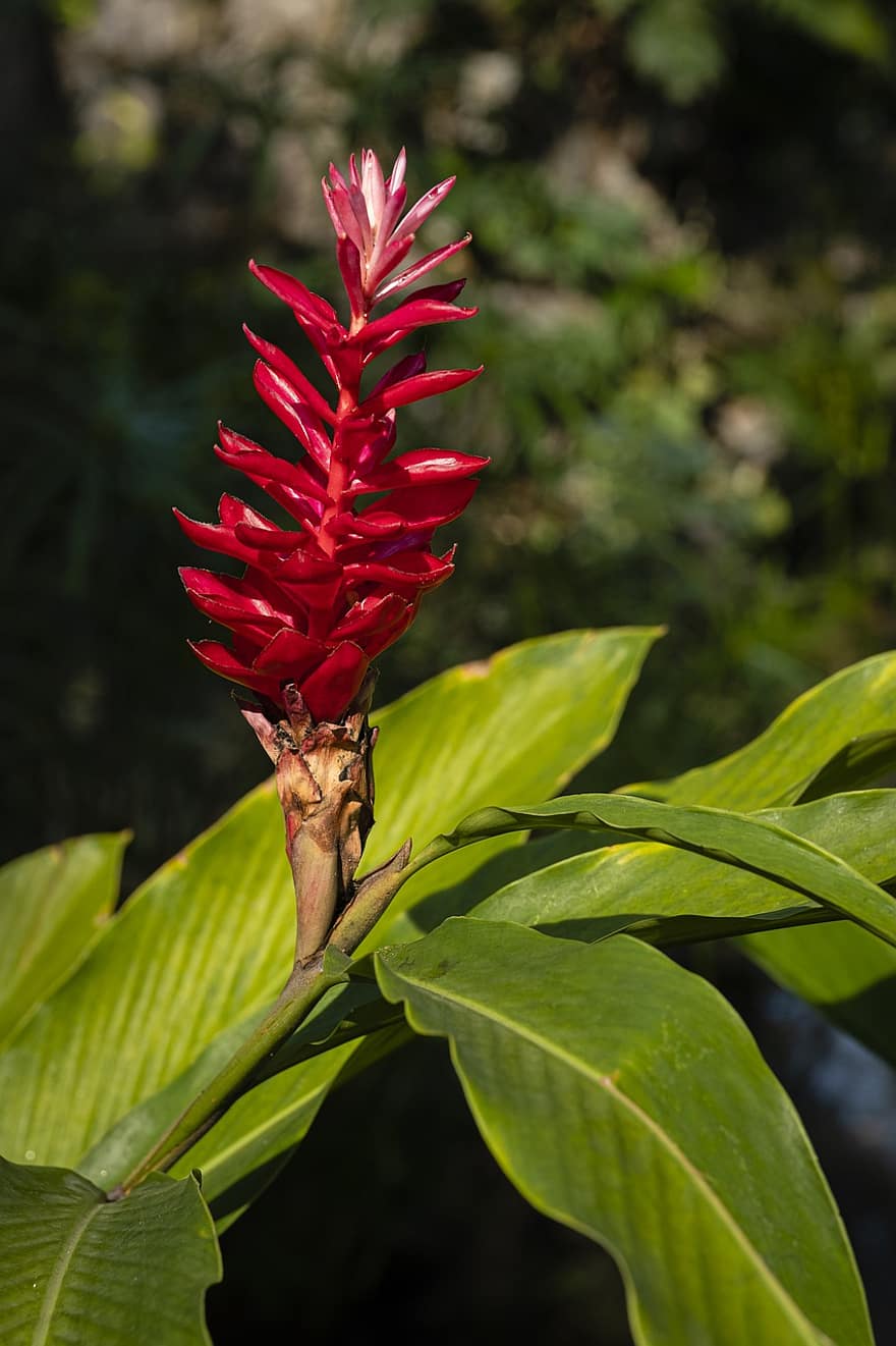 Red Ginger, Ostrich Plume, Pink Cone Ginger, Garden