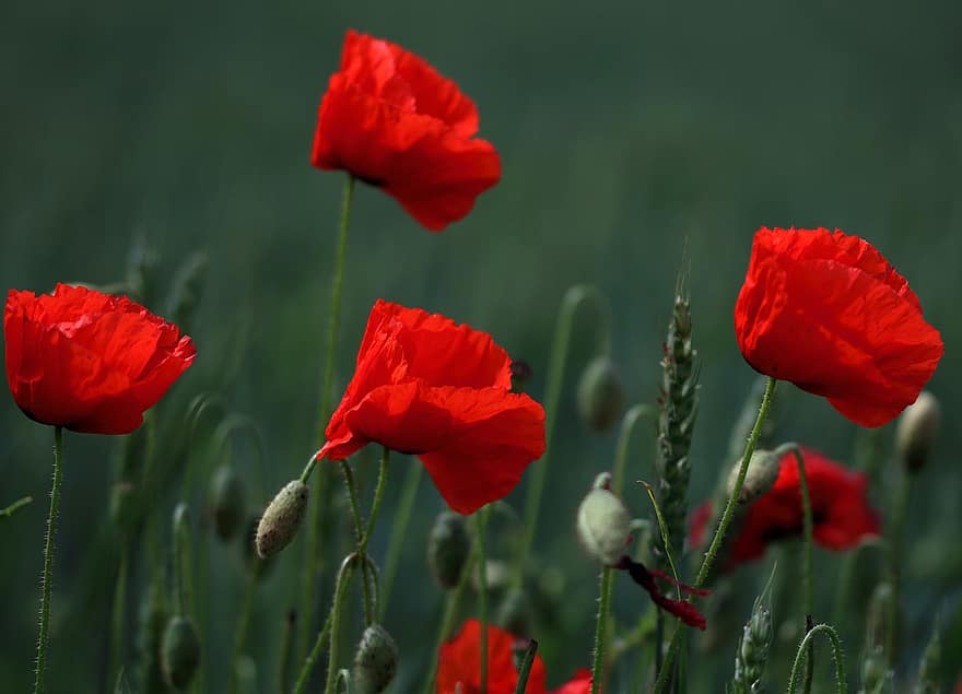 Flowers, Poppies, Field, Buds, Petals, Blooms, Nature, Meadow, Plant